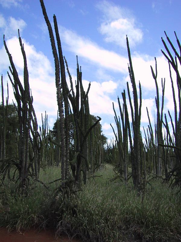 555 Spiny tree saplings